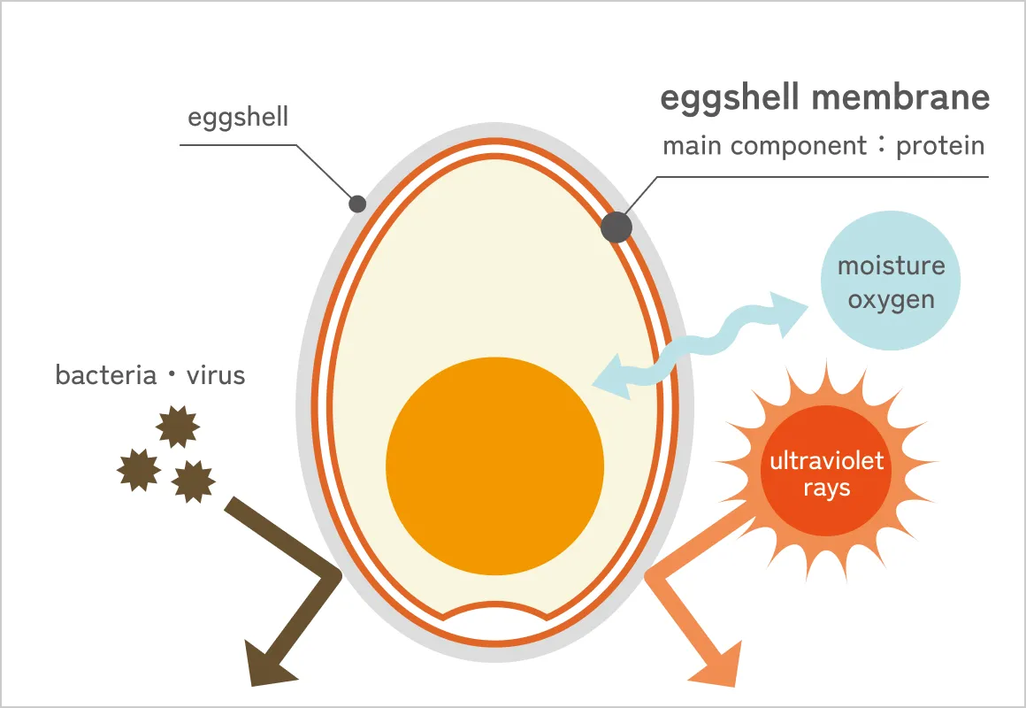 About | ovoveil | Eggshell Membrane Fiber